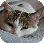 Katze